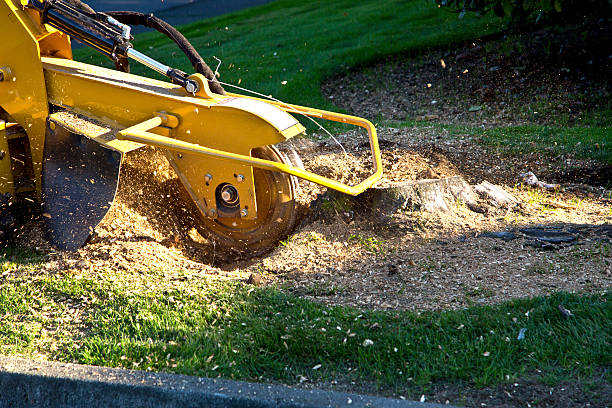 The Steps Involved in Our Tree Care Process in Lenoir, NC